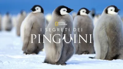 I segreti dei pinguini