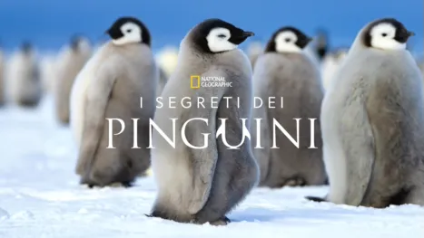 thumbnail - I segreti dei pinguini