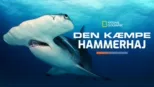 thumbnail - Den kæmpe hammerhaj