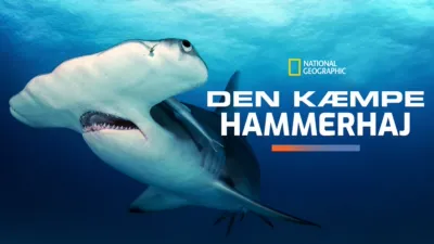 Den kæmpe hammerhaj