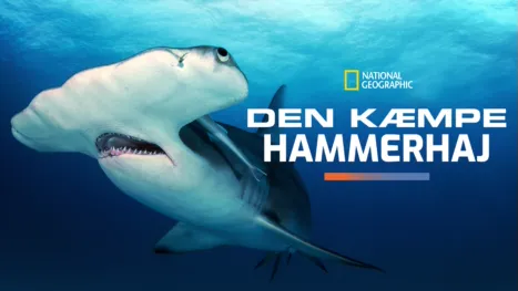 thumbnail - Den kæmpe hammerhaj