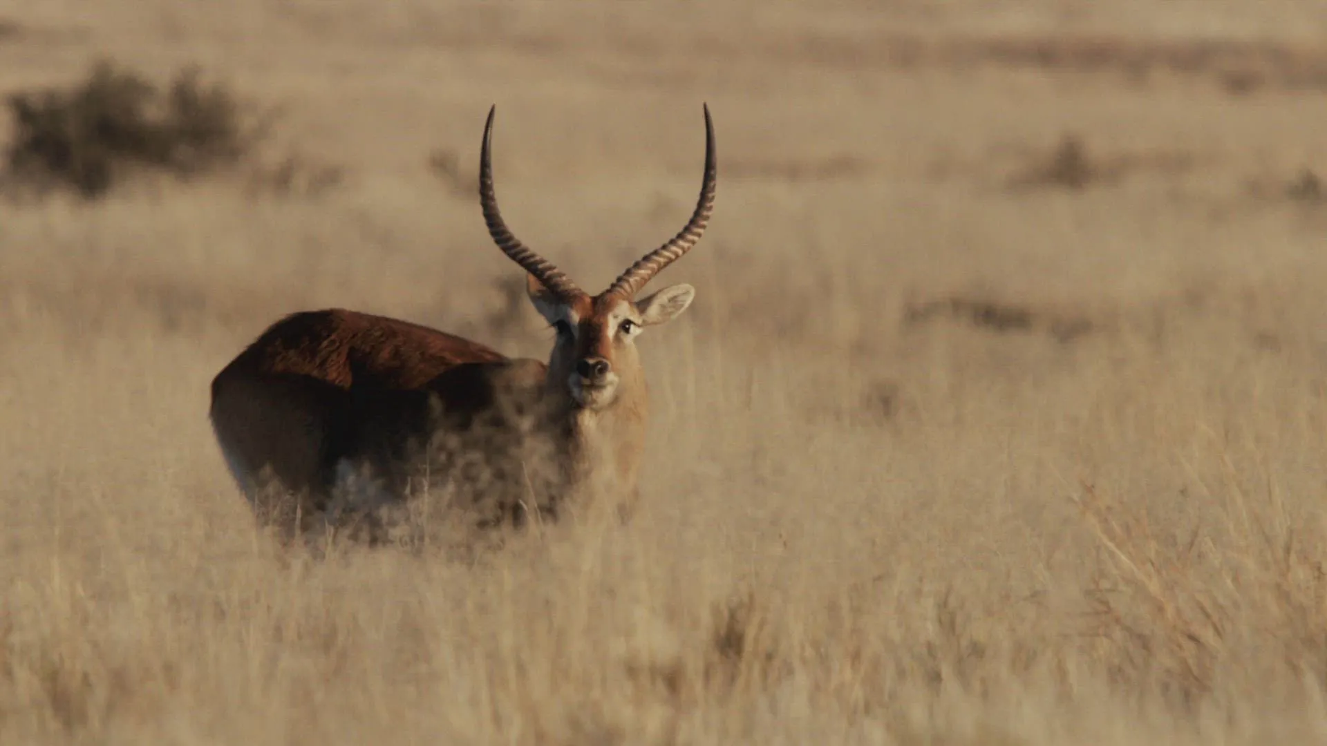 thumbnail - S12:E2 Best Laid Plans