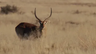 thumbnail - S12:E2 Best Laid Plans