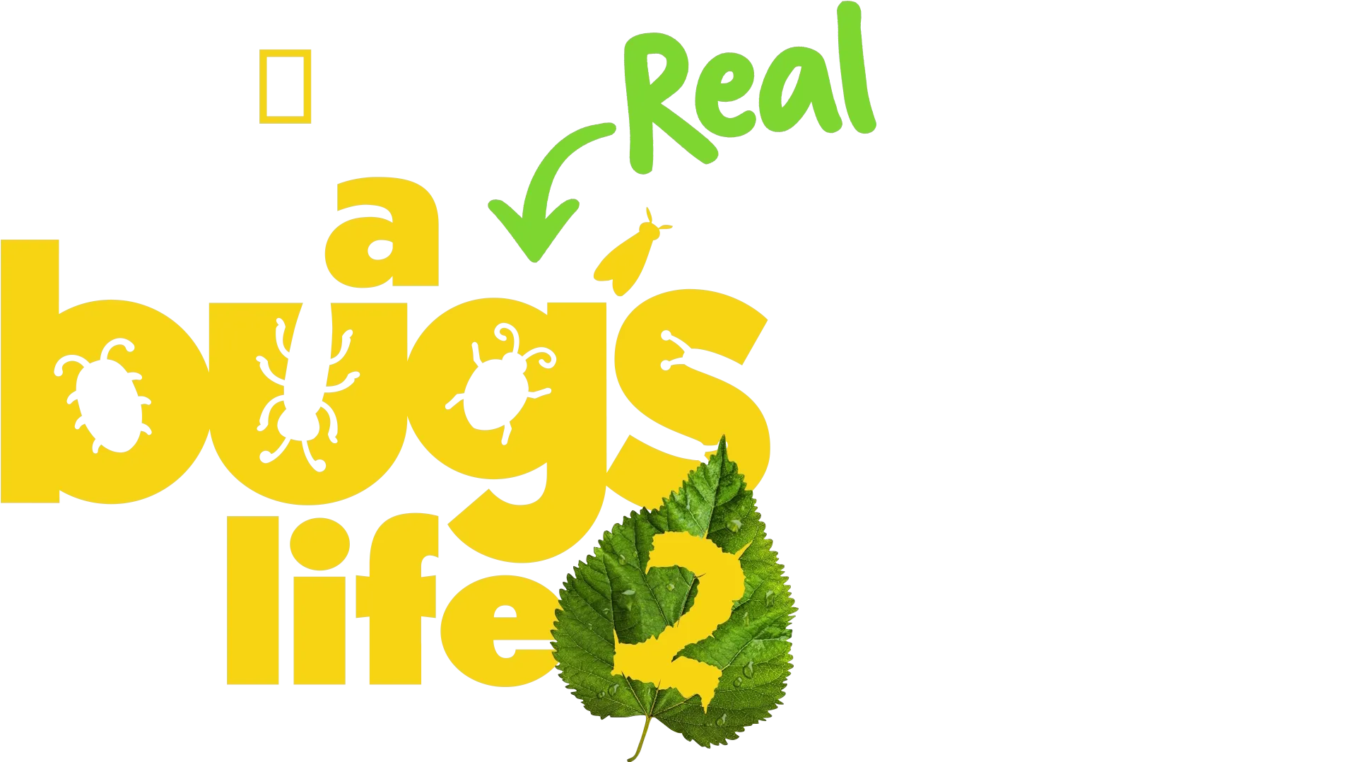 A Real Bug's Life