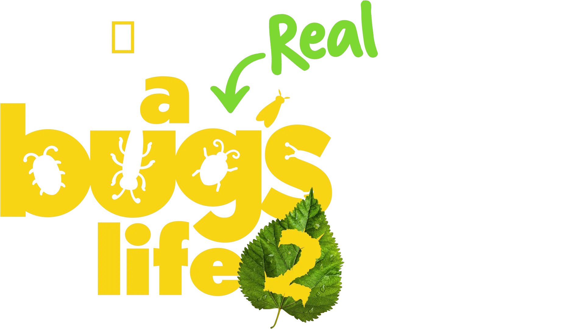 A Real Bug's Life