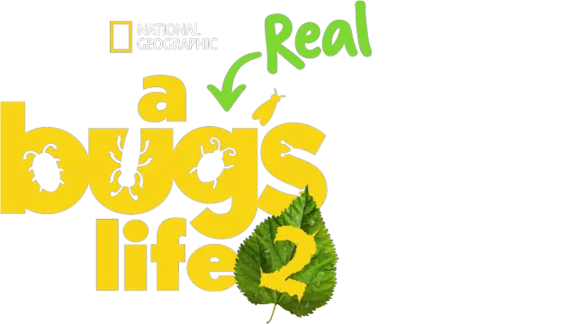 A Real Bug's Life