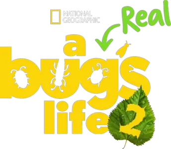 A Real Bug's Life