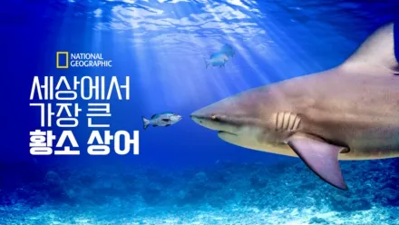 thumbnail - 세상에서 가장 큰 황소 상어
