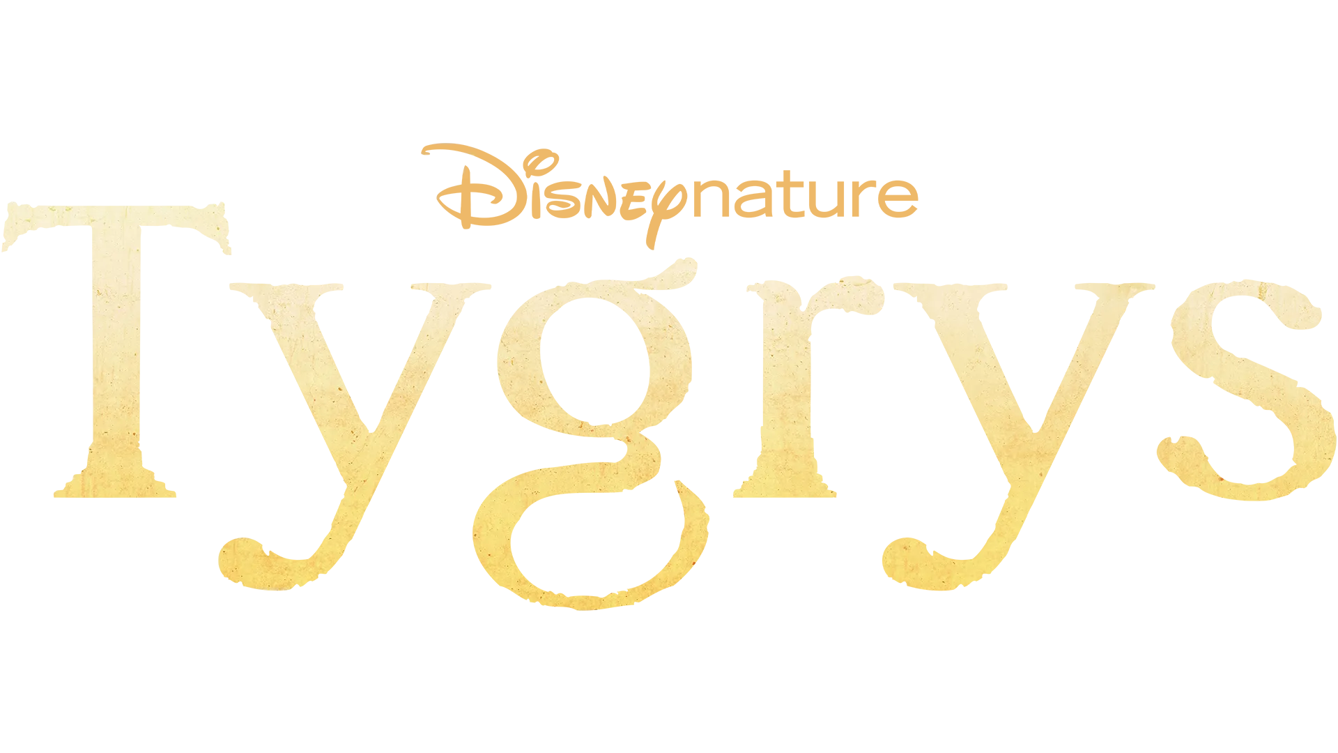 Tygrys