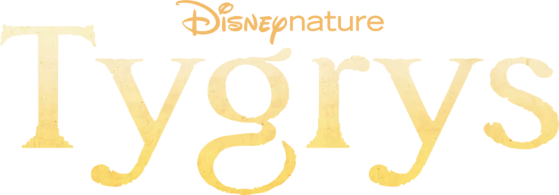 Tygrys