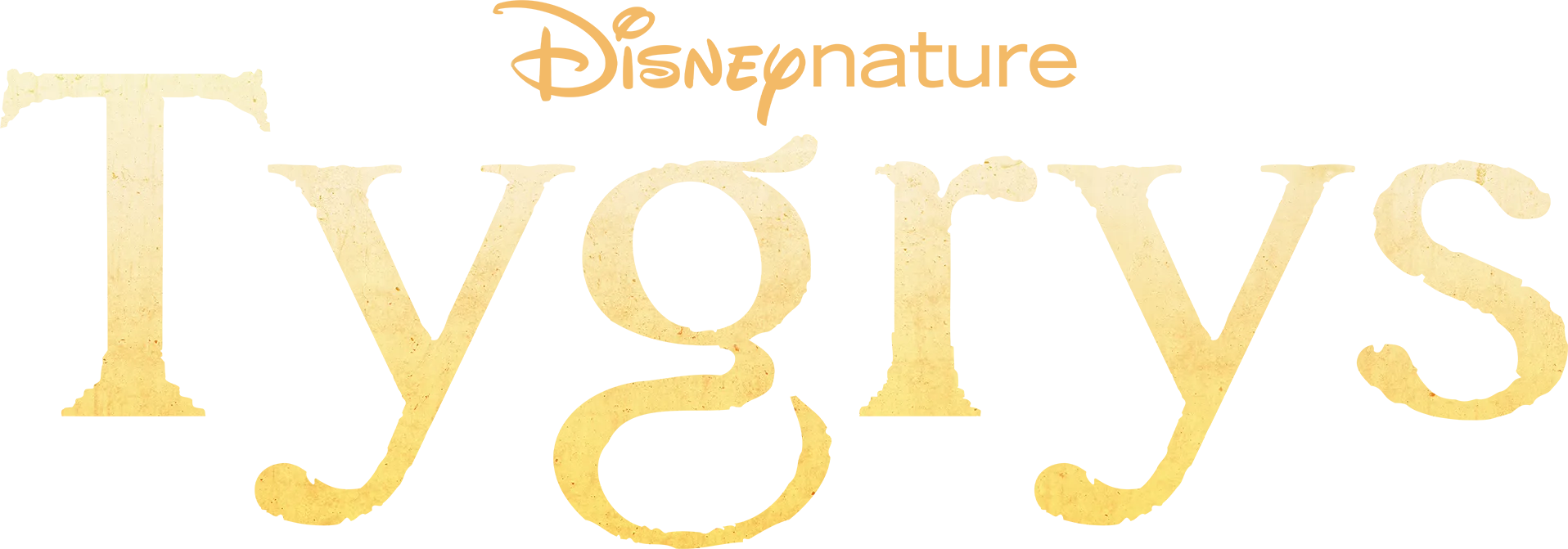 Tygrys