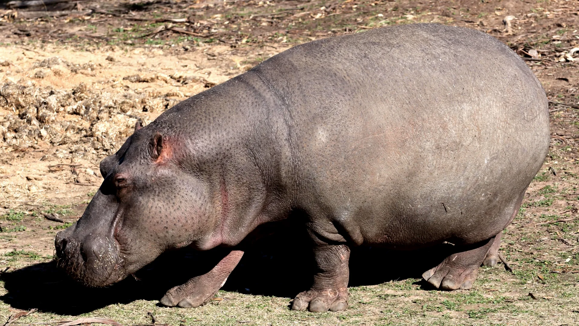 thumbnail - S2:E5 Hungry, Hungry Hippo