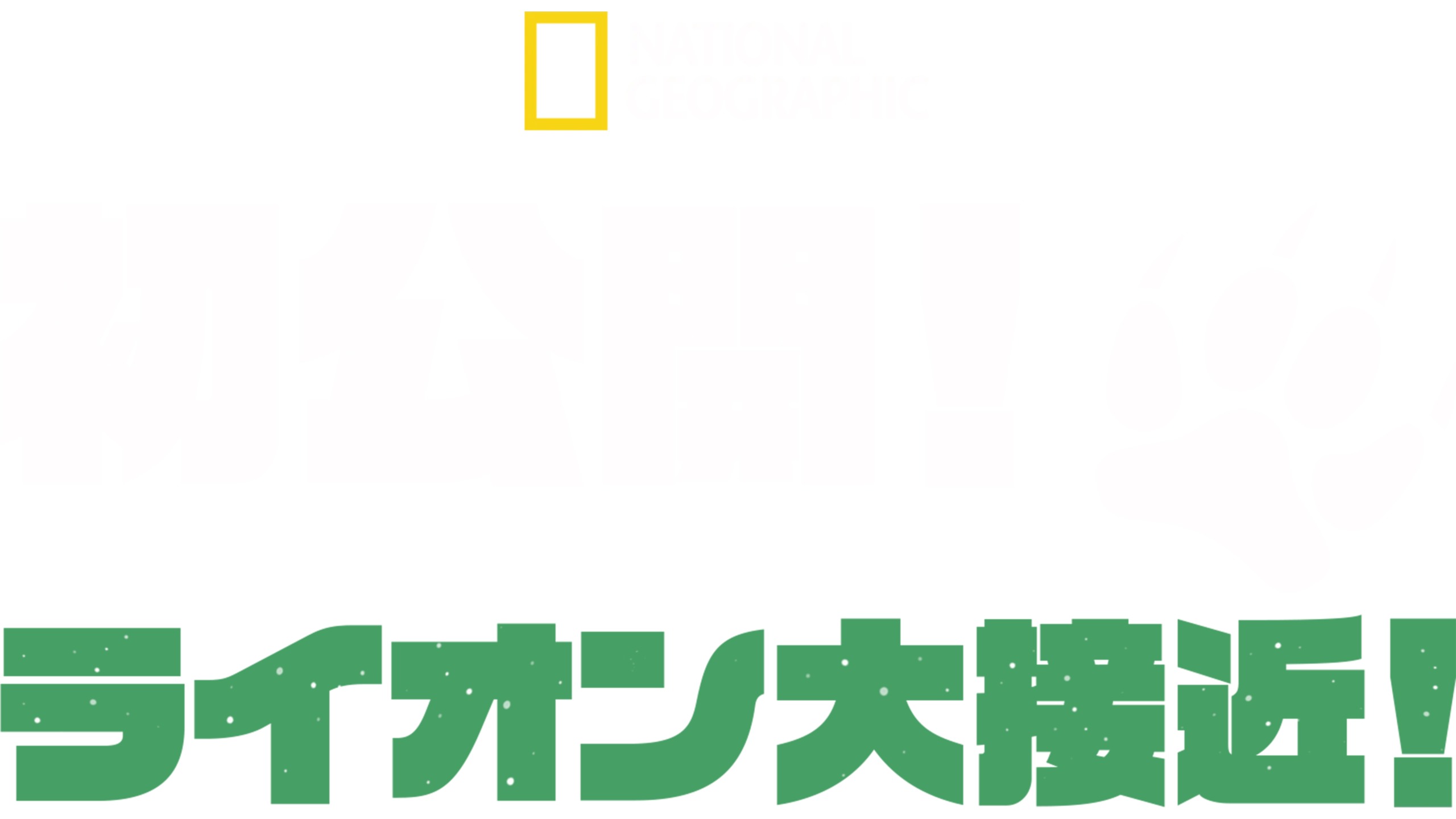 初公開！ライオン大接近！
