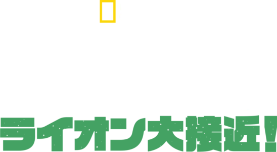 初公開！ライオン大接近！