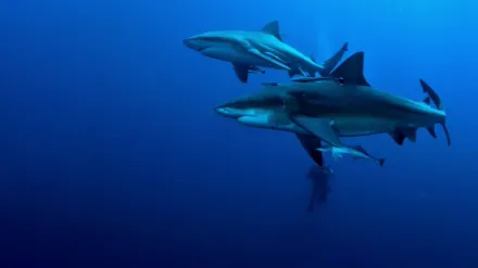 Secrets of the Bull Shark