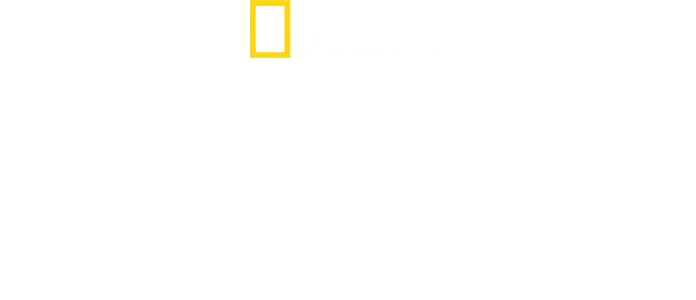 Os Segredos dos Polvos