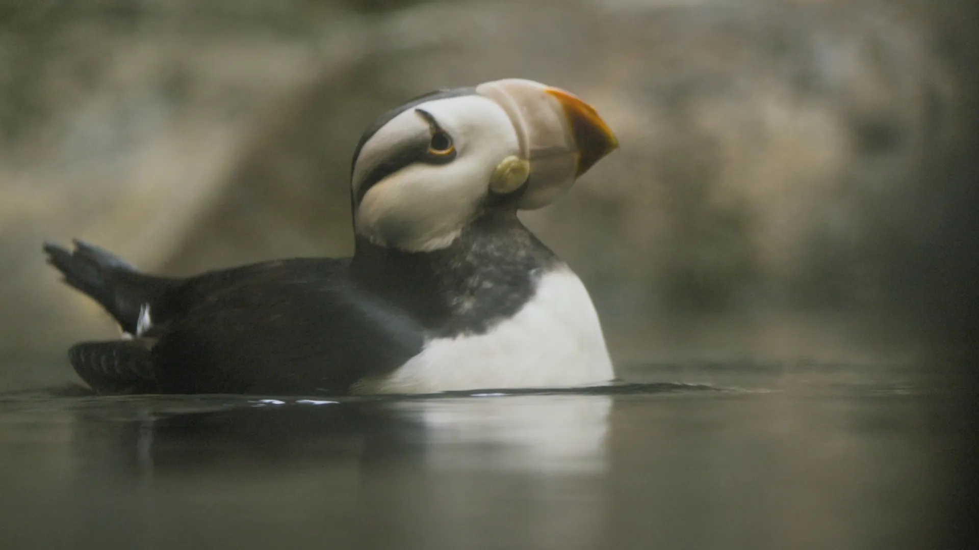 thumbnail - S1:E6 Much Ado About Puffin