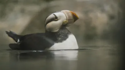 thumbnail - S1:E6 Much Ado About Puffin