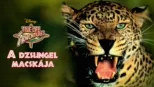 thumbnail - A dzsungel macskája