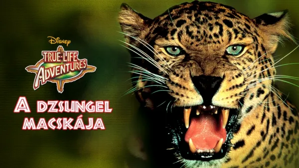 thumbnail - A dzsungel macskája