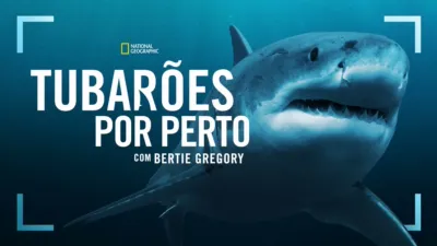 Tubarões de perto com Bertie Gregory
