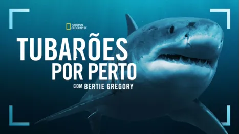 thumbnail - Tubarões de perto com Bertie Gregory