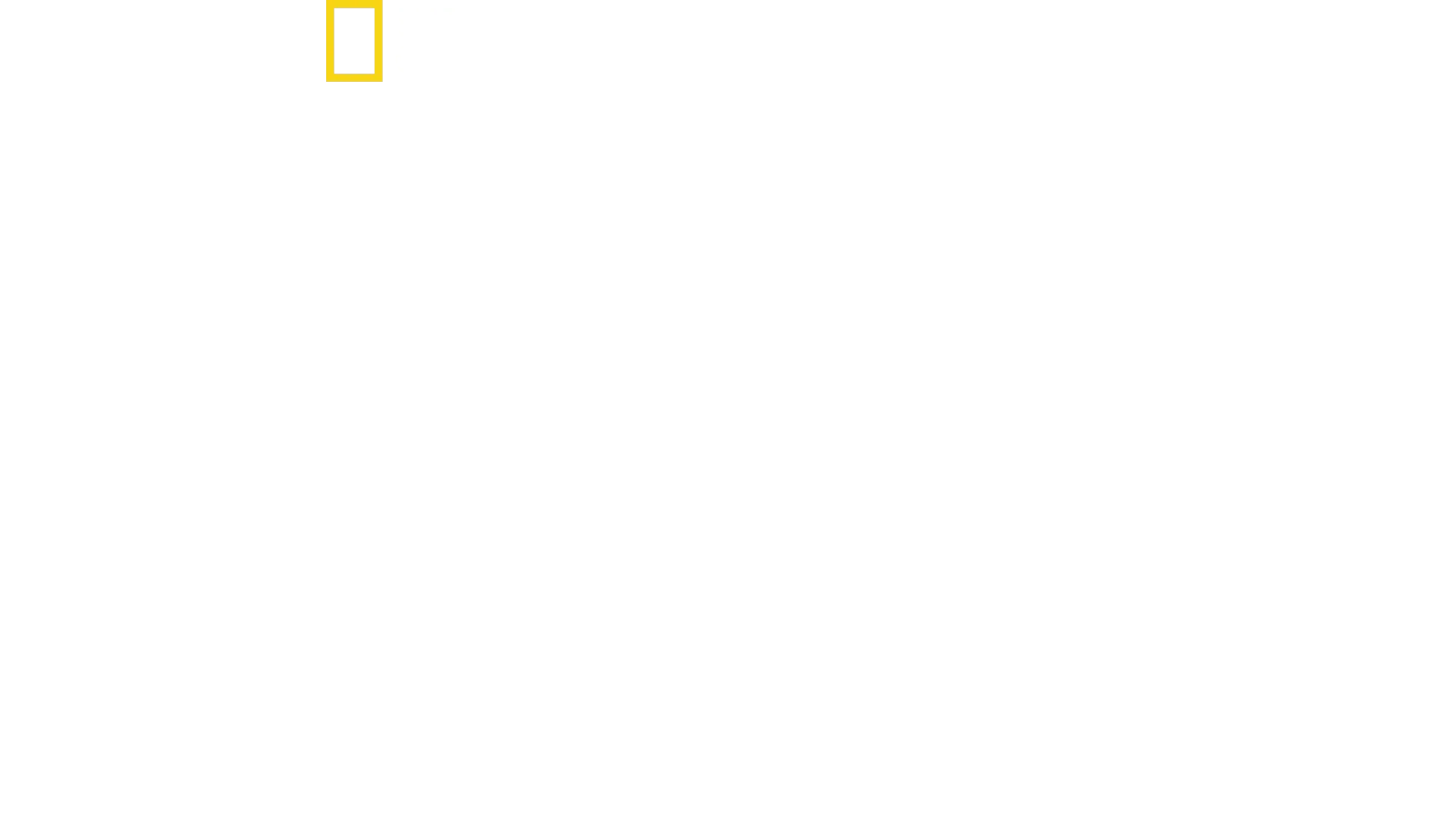 Requins stars
