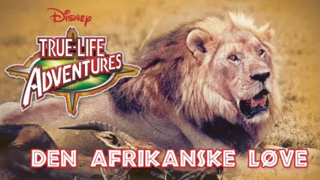 thumbnail - Den afrikanske løve