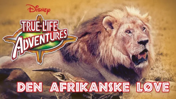 thumbnail - Den afrikanske løve