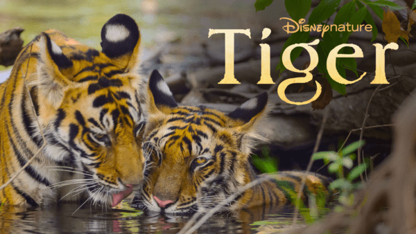 thumbnail - Tiger