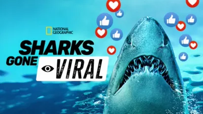 Sharks Gone Viral