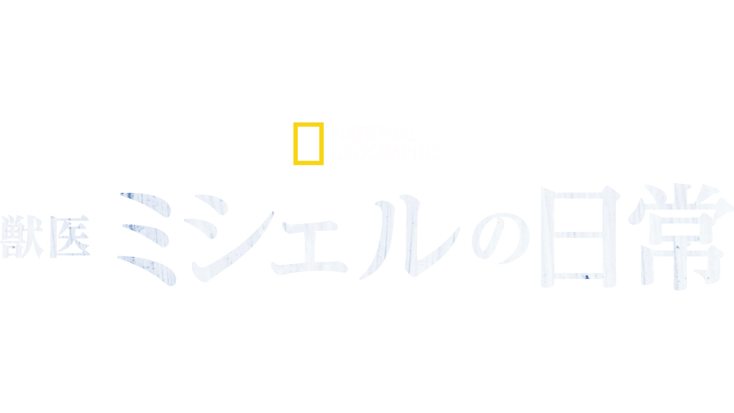 獣医ミシェルの日常