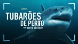 thumbnail - Tubarões de Perto com Bertie Gregory