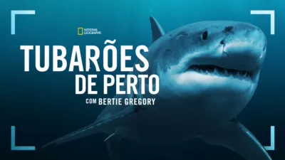 Tubarões de Perto com Bertie Gregory