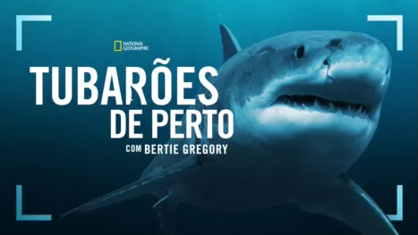 thumbnail - Tubarões de Perto com Bertie Gregory
