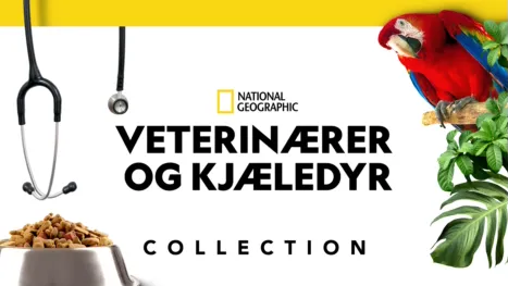 thumbnail - Veterinærer og kjæledyr