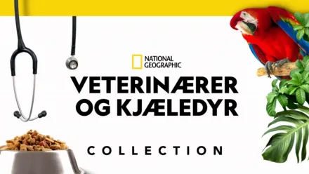 thumbnail - Veterinærer og kjæledyr