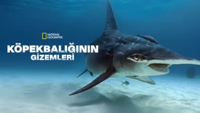 Köpekbalığının Gizemleri