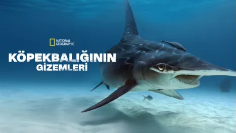 thumbnail - Köpekbalığının Gizemleri