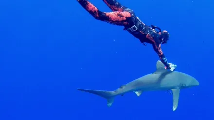 World's Most Dangerous Shark?