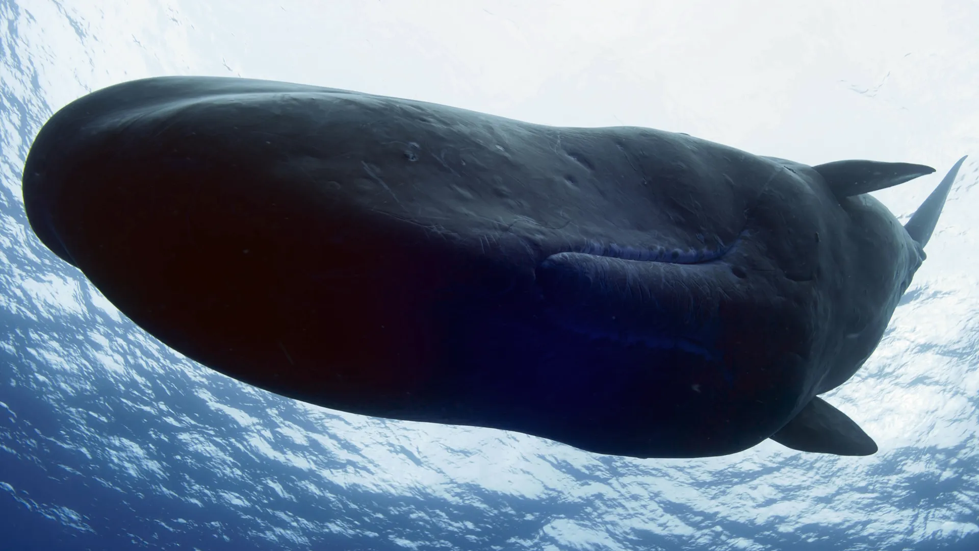 thumbnail - S1:E2 Giants of the Deep