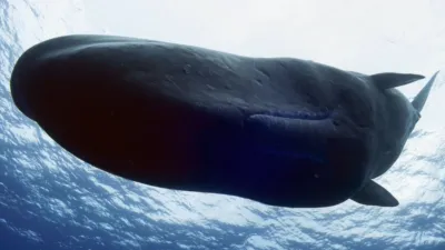 thumbnail - S1:E2 Giants of the Deep