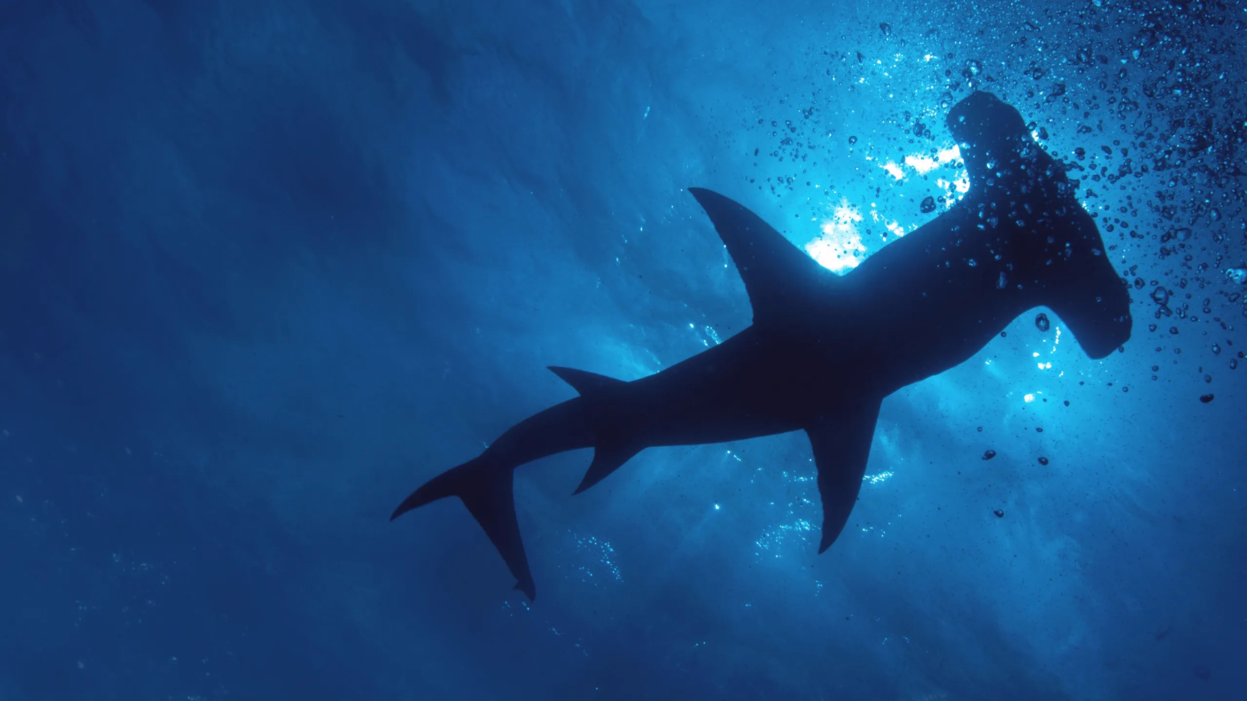 Der größte Hammerhai der Welt?