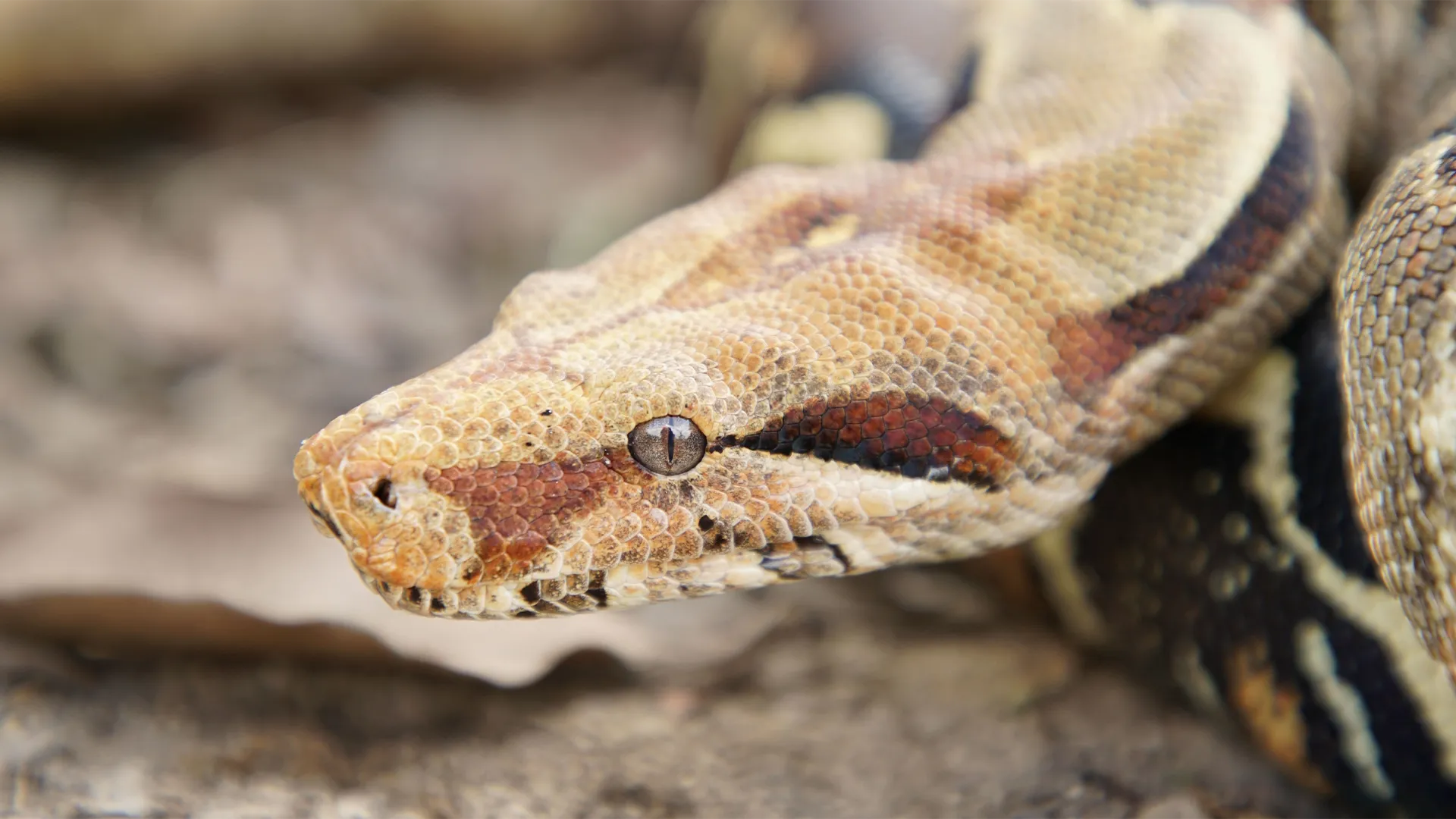 thumbnail - S1:E3 Snakes of the Americas
