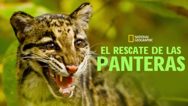 thumbnail - Return of the Clouded Leopards