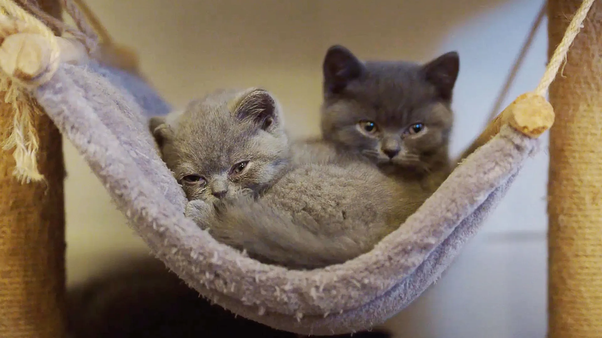 thumbnail - S1:E1 Pups, Kitties, and Three Little Piggies