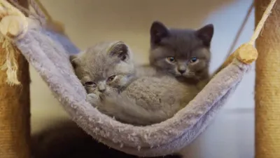 thumbnail - S1:E1 Pups, Kitties, and Three Little Piggies