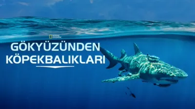 Gökyüzünden Köpekbalıkları