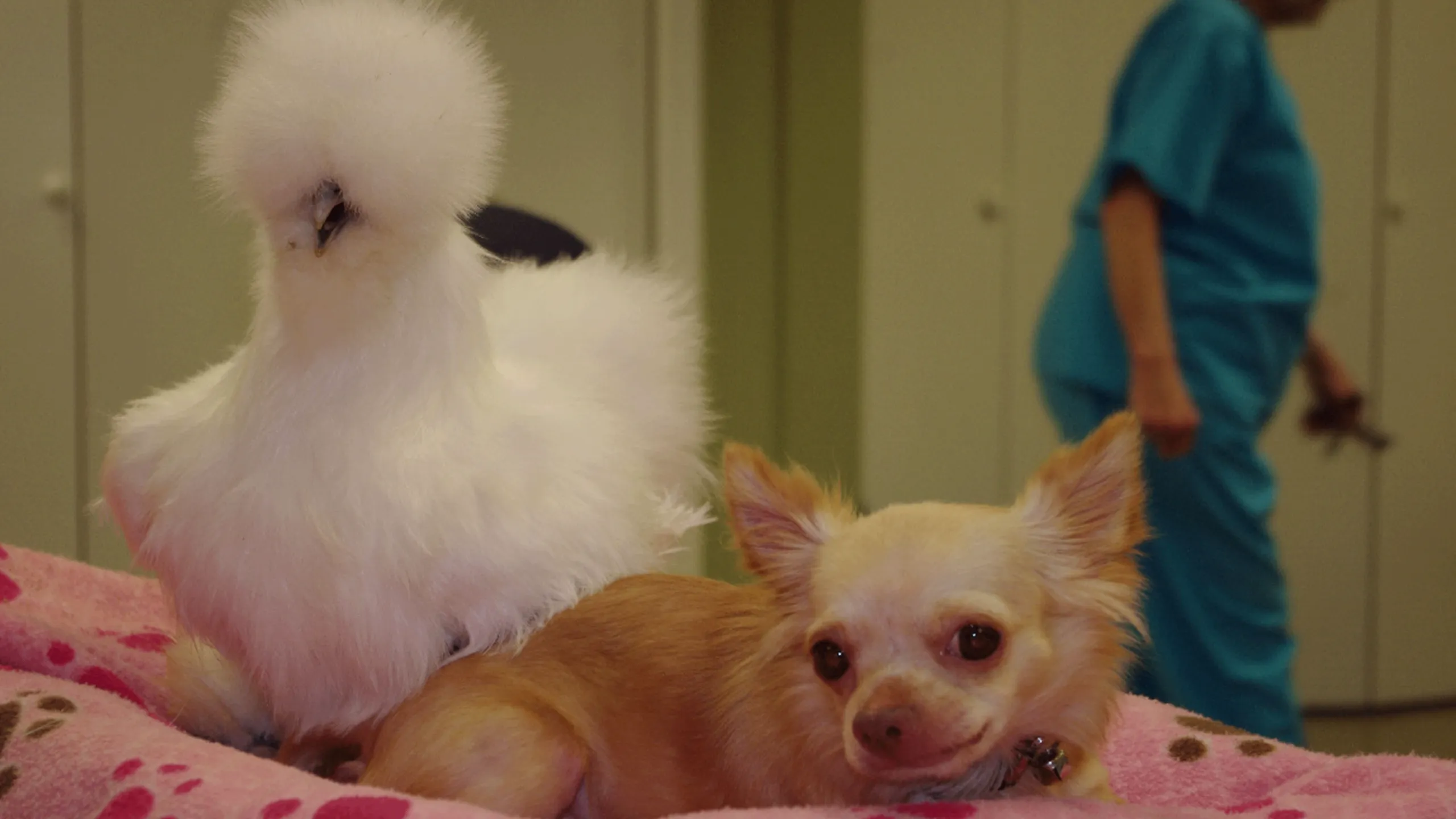 thumbnail - S2:E1 The Chihuahua and the Chicken