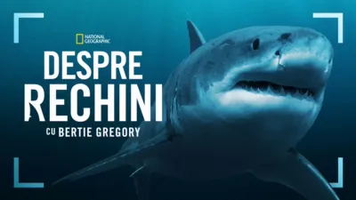 Sharks Up Close with Bertie Gregory